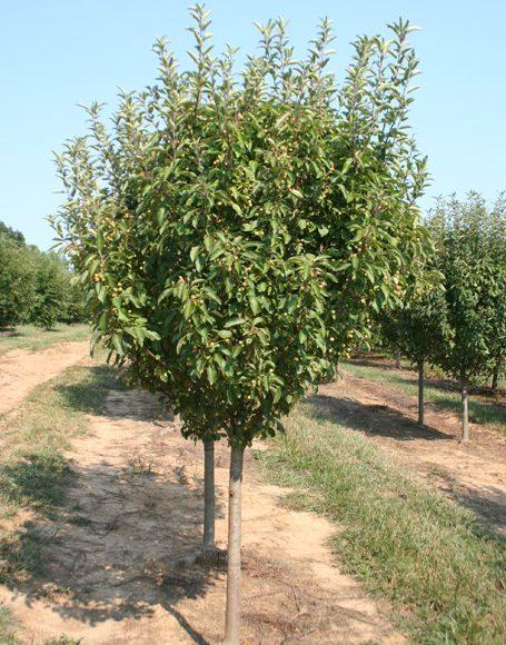 Malus Adirondack - View 15 from www redcrocus com