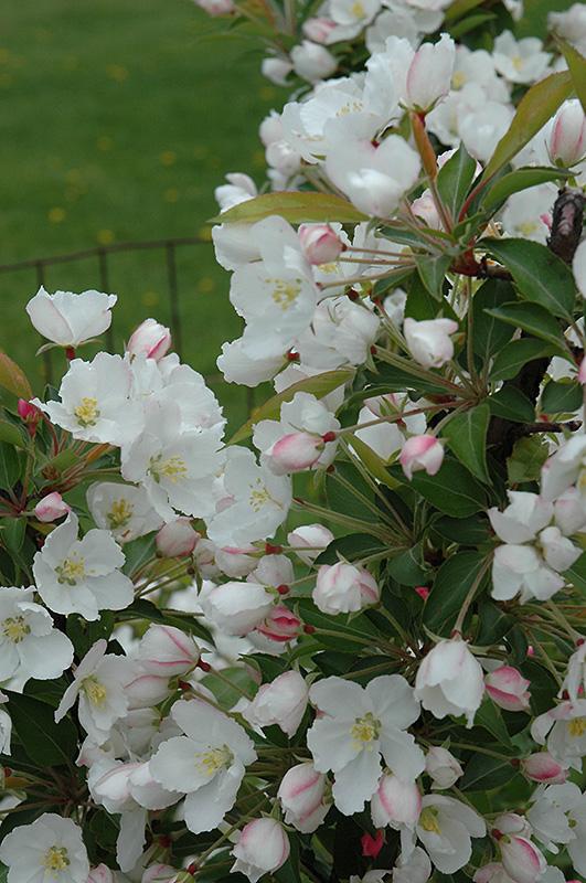 Malus Adirondack - View 16 from www redcrocus com