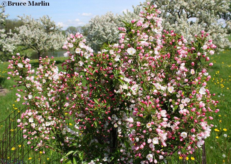 Malus Adirondack - View 18 from www redcrocus com