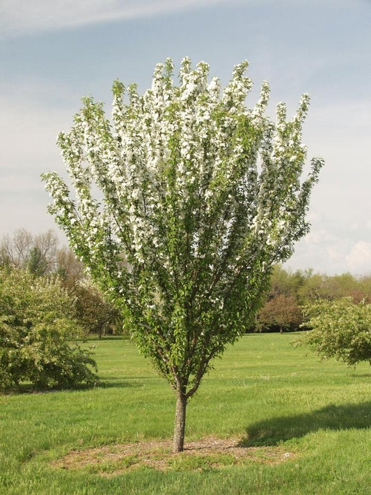 Malus Adirondack - View 1 from www redcrocus com