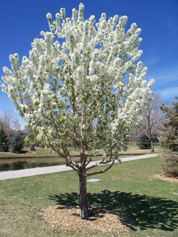 Malus Adirondack - View 20 from www redcrocus com