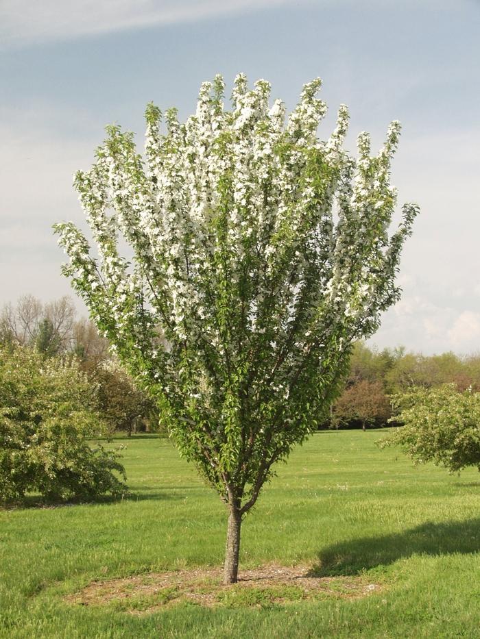 Malus Adirondack - View 2 from www redcrocus com