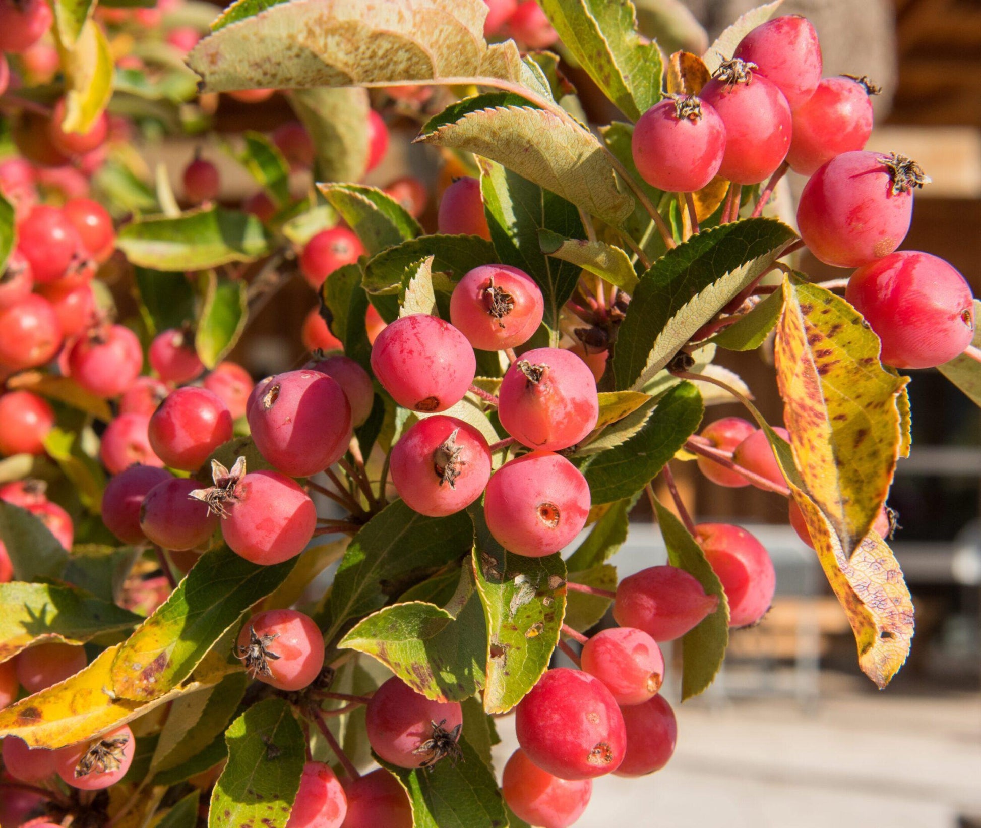 Malus Adirondack - View 4 from www redcrocus com
