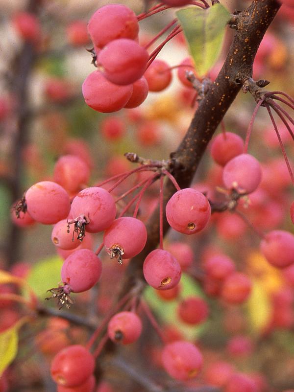 Malus Adirondack - View 5 from www redcrocus com