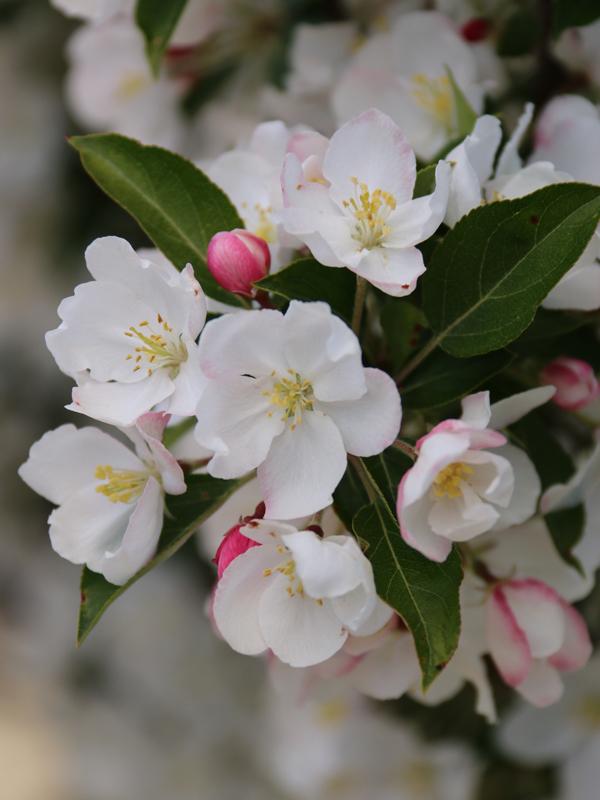Malus Adirondack - View 6 from www redcrocus com