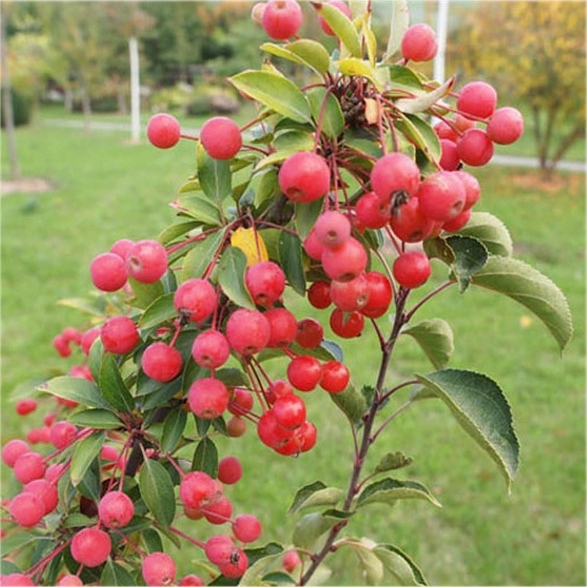 Malus Adirondack - View 7 from www redcrocus com