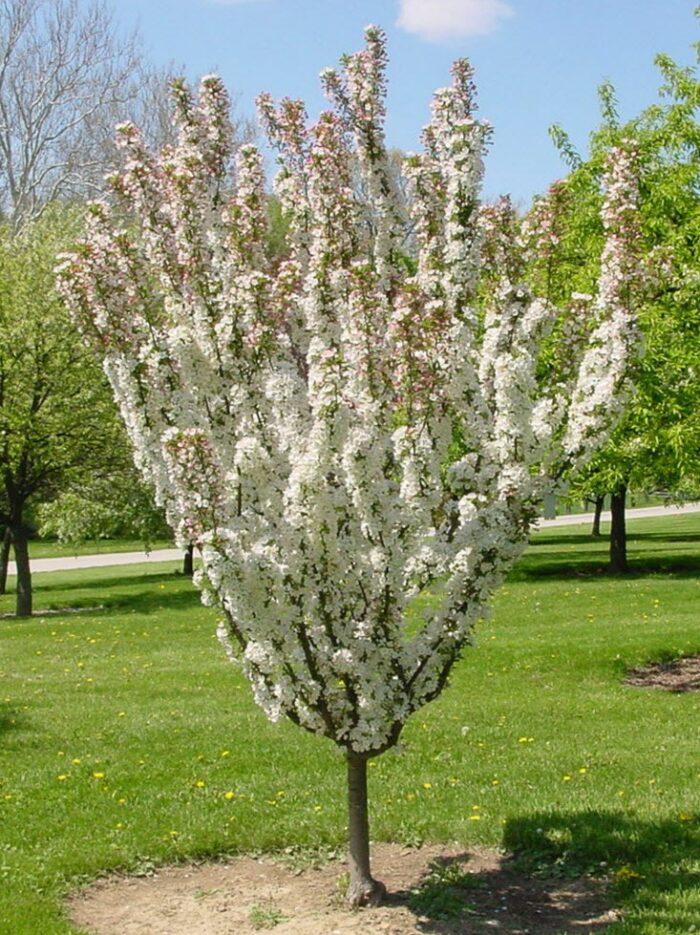 Malus Adirondack - View 8 from www redcrocus com