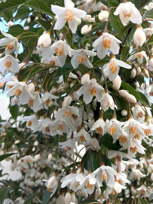 Styrax Japonicus Evening Light - View 10 from www redcrocus com