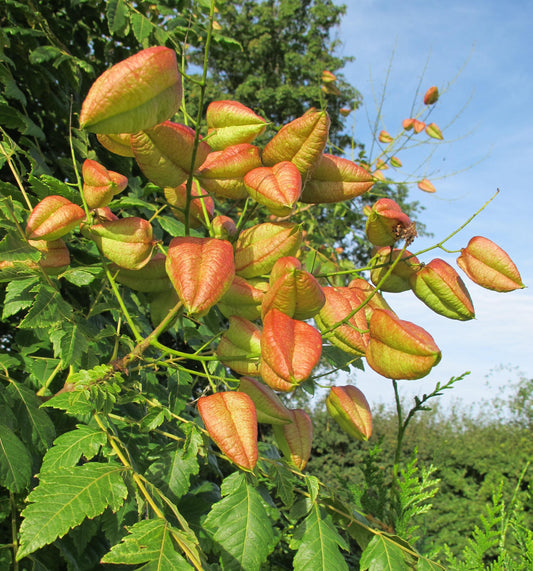 Koelreuteria Paniculata - View 10 from www redcrocus com