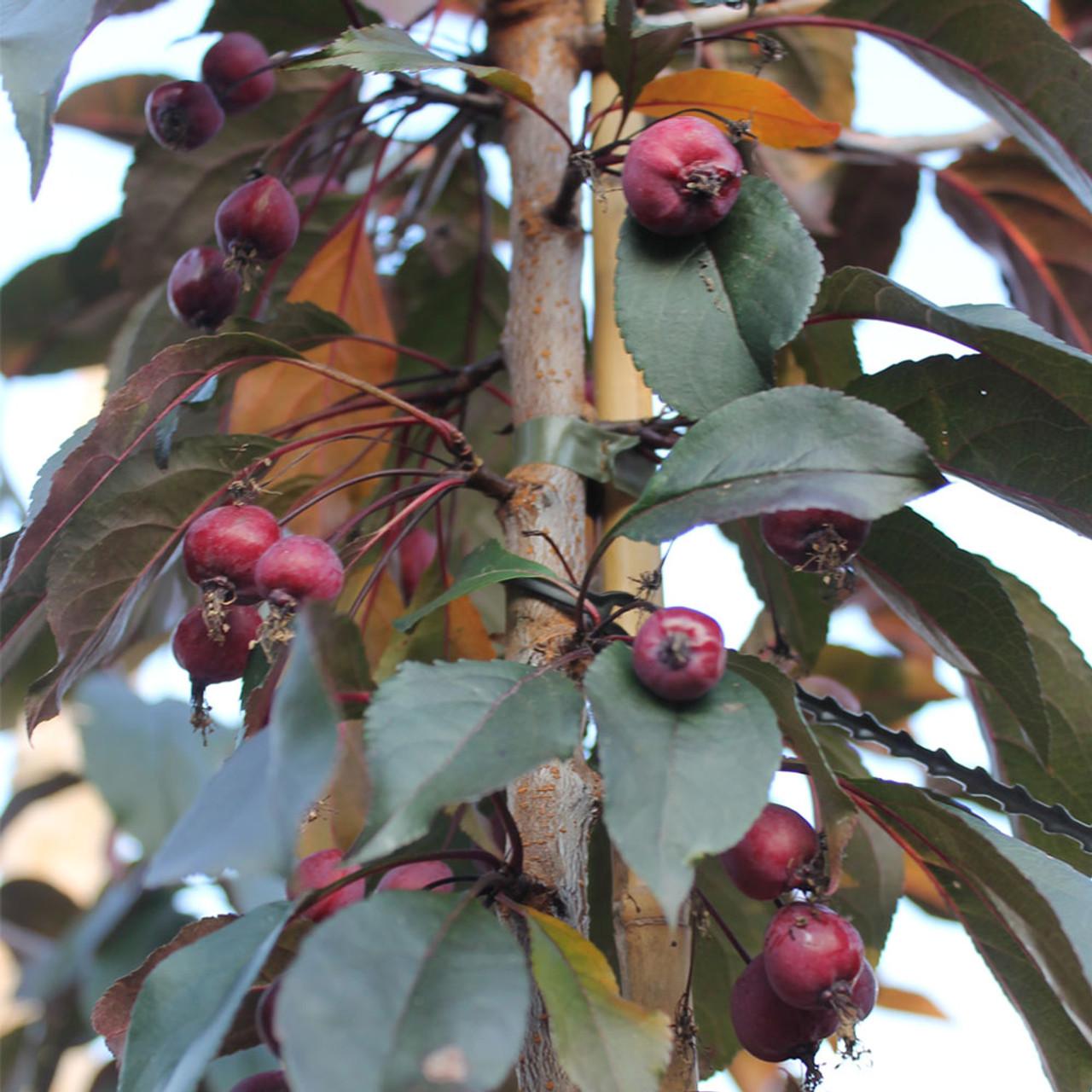 Malus Royalty - View 11 from www redcrocus com