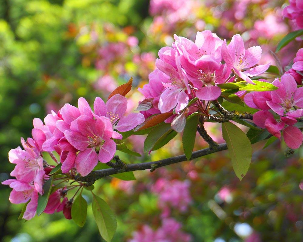 Malus Royalty - View 12 from www redcrocus com