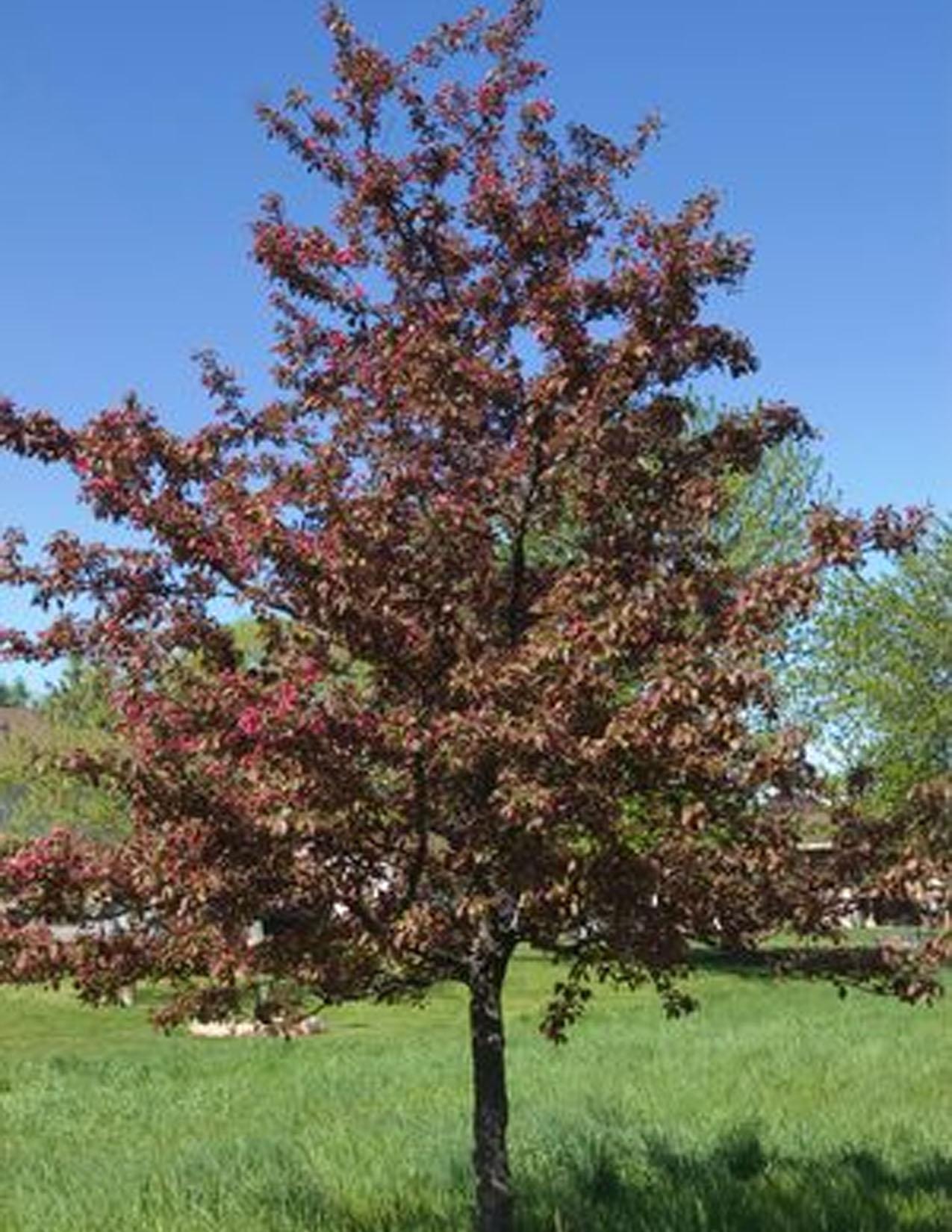 Malus Royalty - View 14 from www redcrocus com