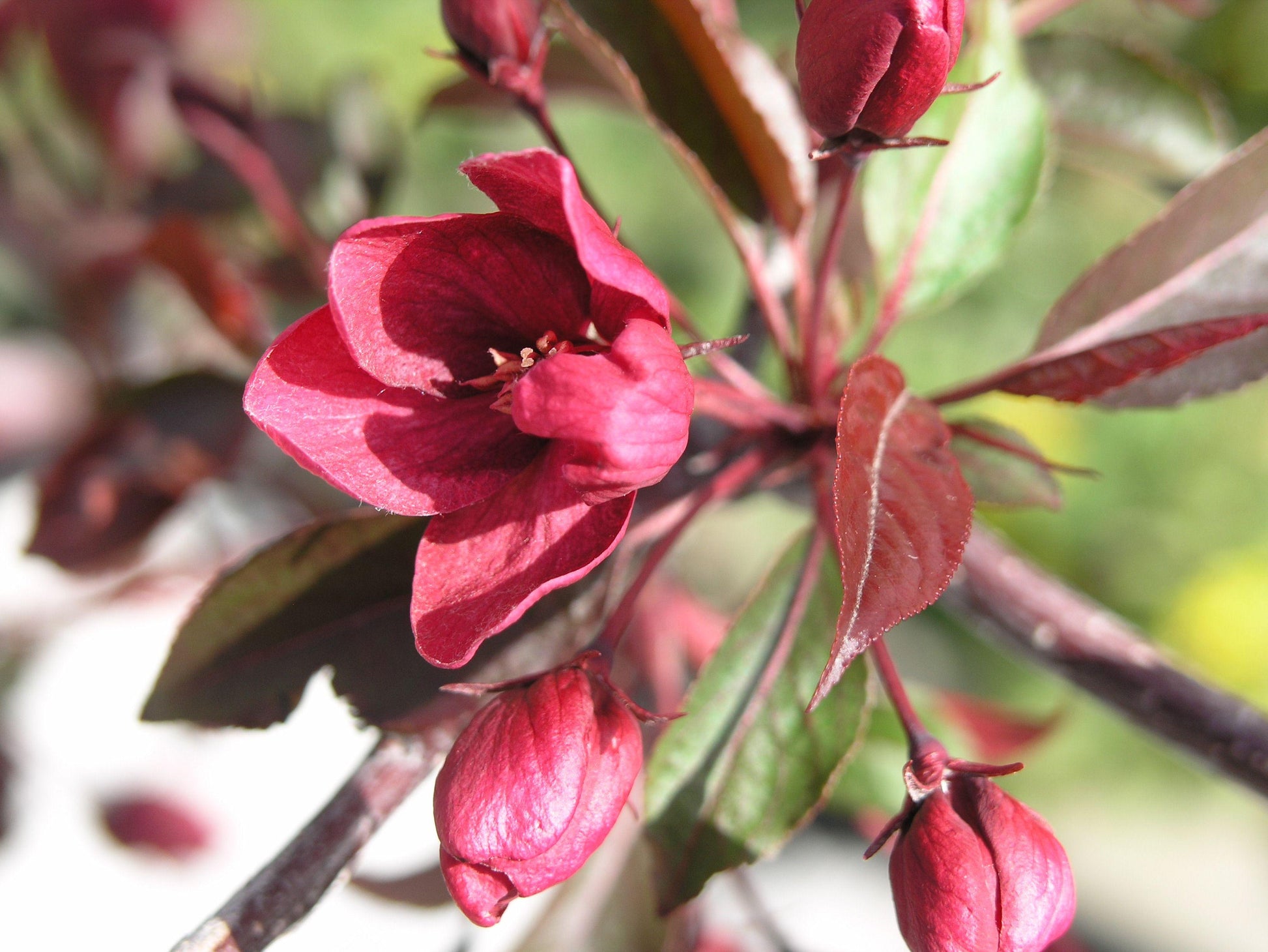 Malus Royalty - View 15 from www redcrocus com