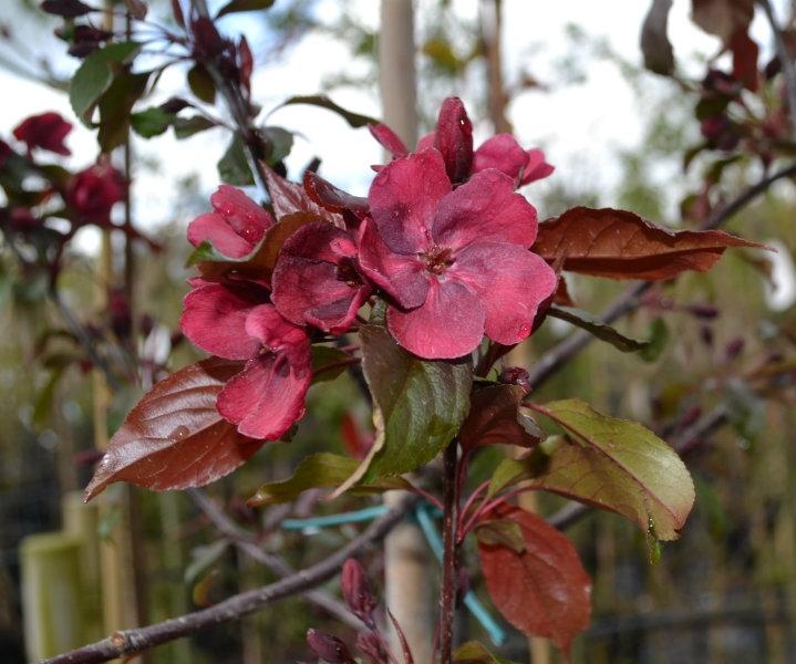 Malus Royalty - View 17 from www redcrocus com