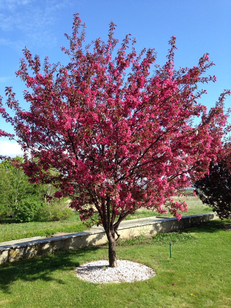 Malus Royalty - View 18 from www redcrocus com
