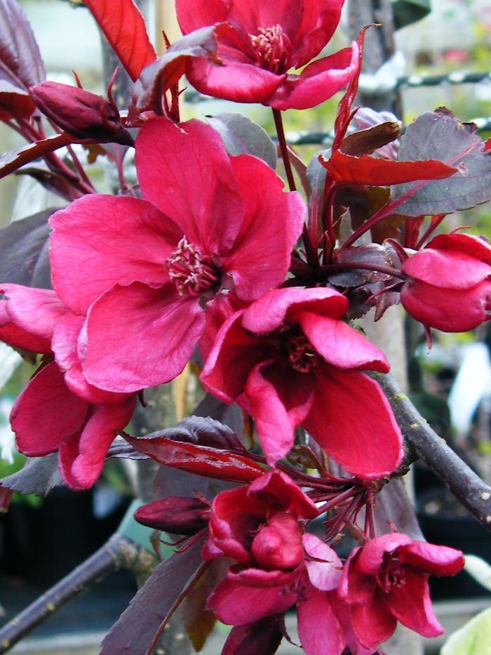 Malus Royalty - View 19 from www redcrocus com
