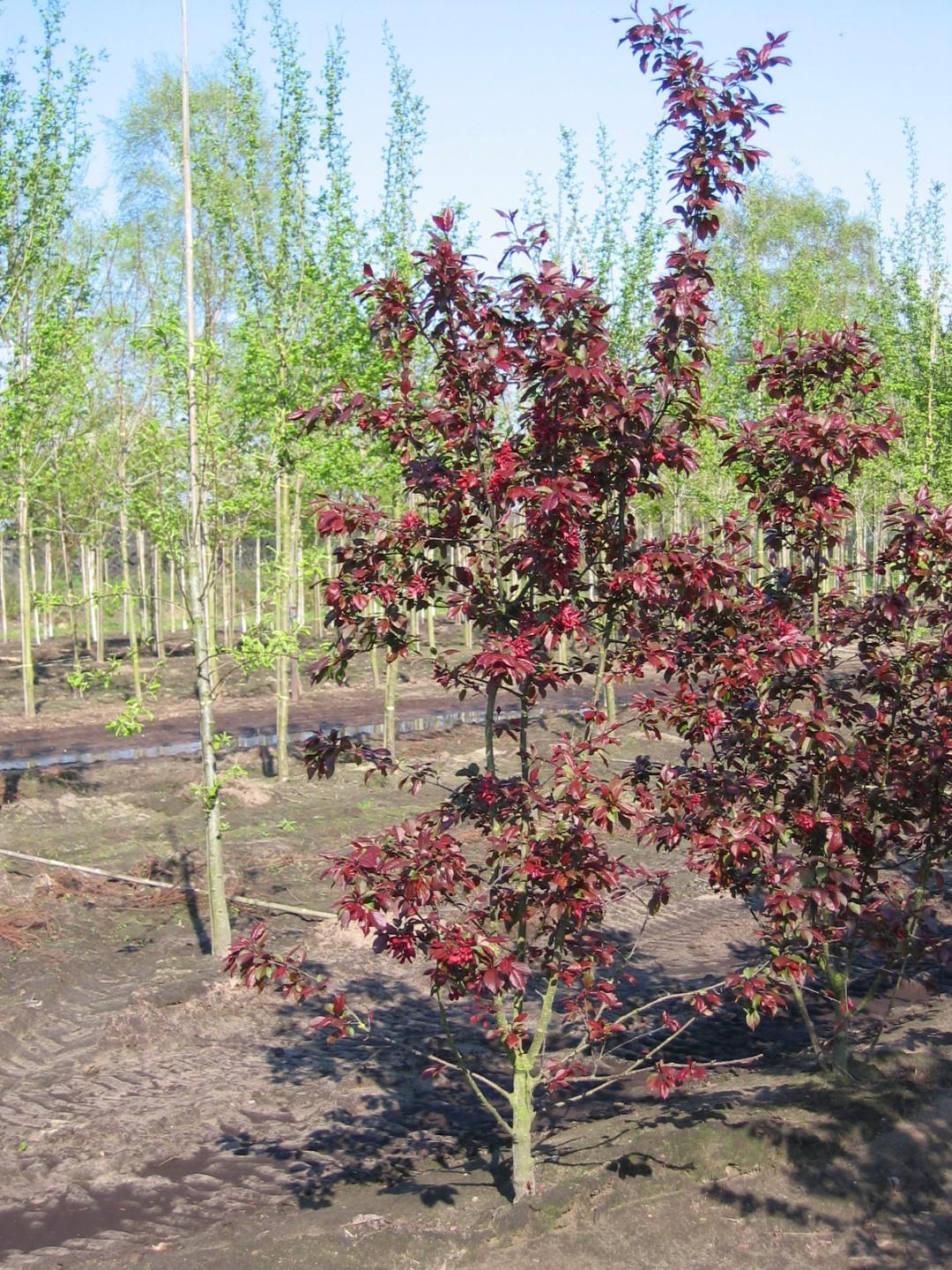 Malus Royalty - View 20 from www redcrocus com