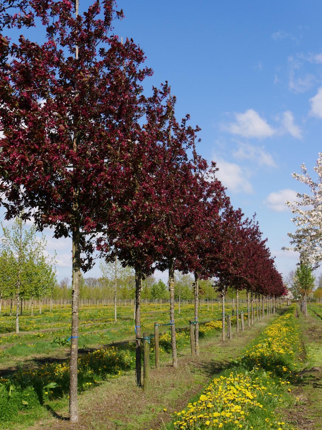 Malus Royalty - View 2 from www redcrocus com