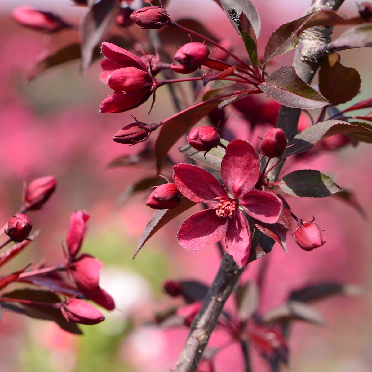 Malus Royalty - View 7 from www redcrocus com