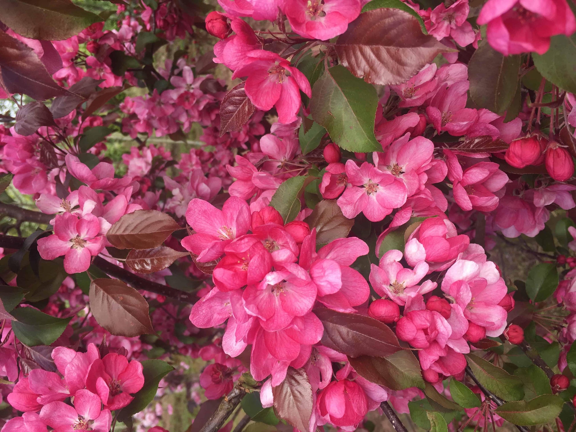 Malus Royalty - View 8 from www redcrocus com