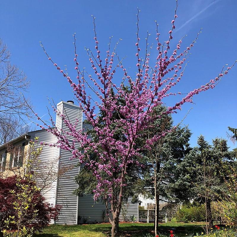 Cercis Canadensis Black Pearl Single Stem - View 17 from www redcrocus com