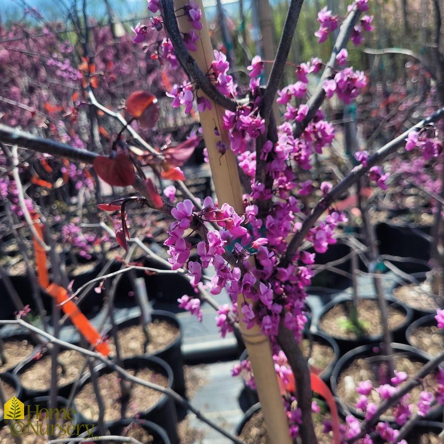 Cercis Canadensis Black Pearl Single Stem - View 3 from www redcrocus com