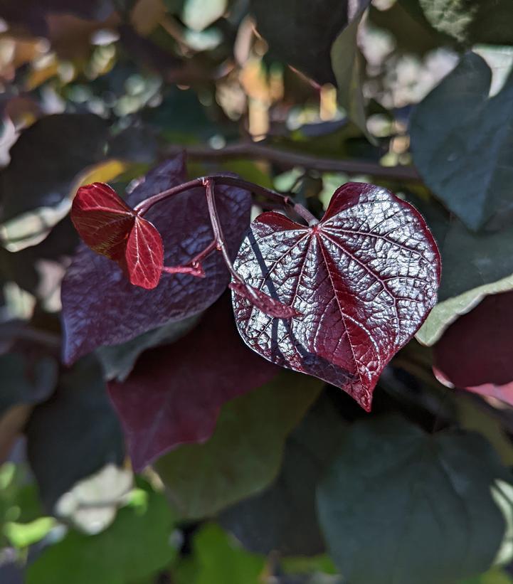 Cercis Canadensis Black Pearl Single Stem - View 4 from www redcrocus com