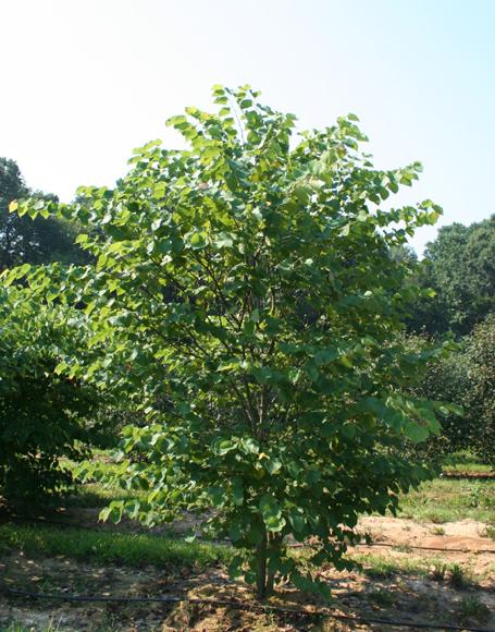 Cercis Canadensis Multi Stem - View 11 from www redcrocus com