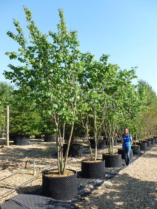 Cercis Canadensis Multi Stem - View 3 from www redcrocus com