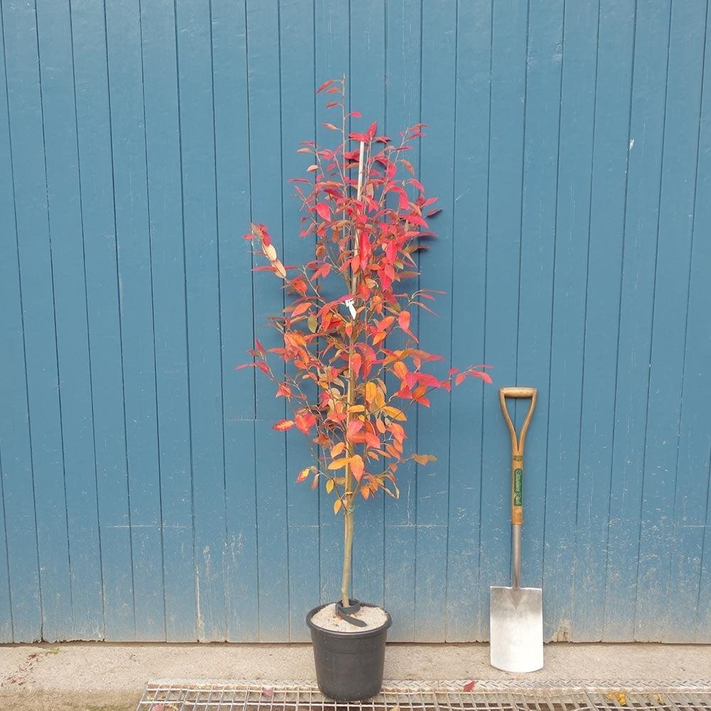 Amelanchier Grandiflora Robin Hill Single Stem - View 11 from www redcrocus com