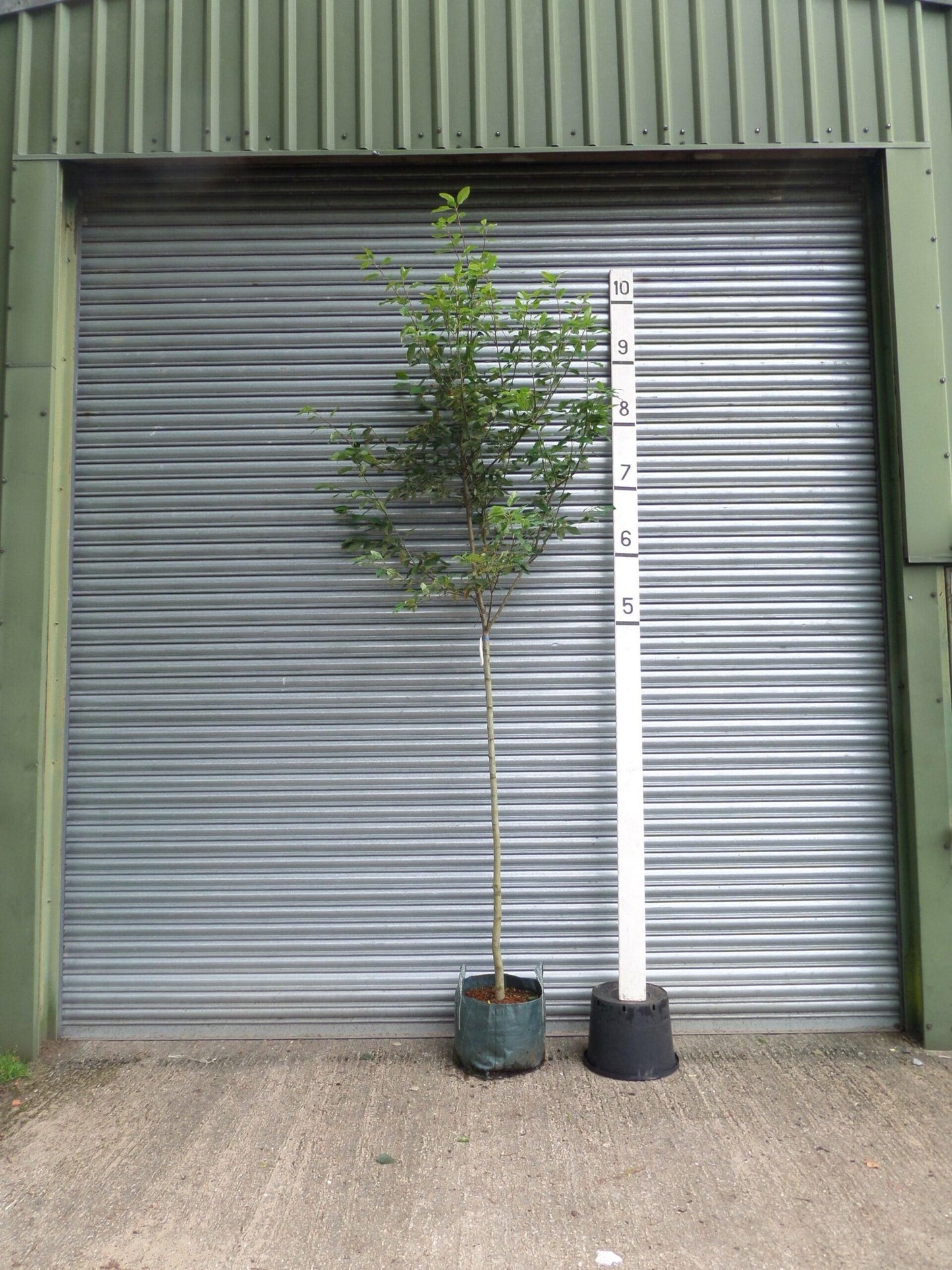 Amelanchier Grandiflora Robin Hill Single Stem - View 16 from www redcrocus com