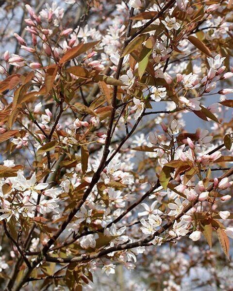 Amelanchier Grandiflora Robin Hill Single Stem - View 8 from www redcrocus com