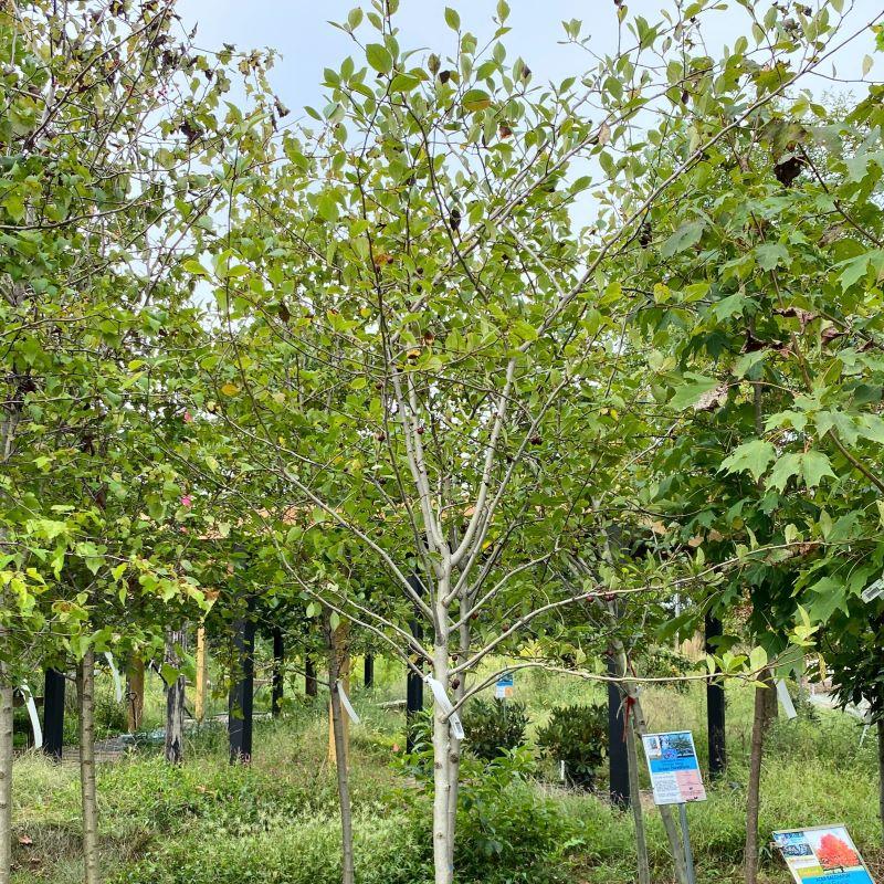 Crataegus Crus Galli - View 10 from www redcrocus com