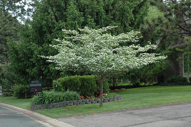 Crataegus Crus Galli - View 16 from www redcrocus com