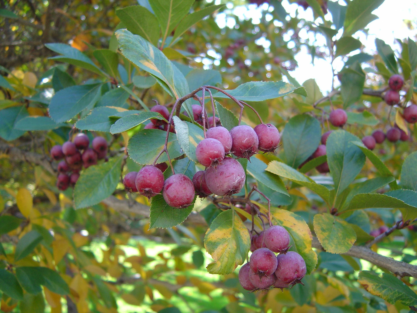 Crataegus Crus Galli - View 1 from www redcrocus com