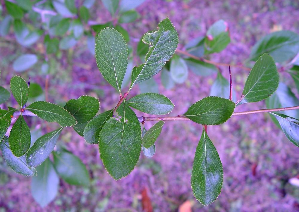 Crataegus Crus Galli - View 23 from www redcrocus com