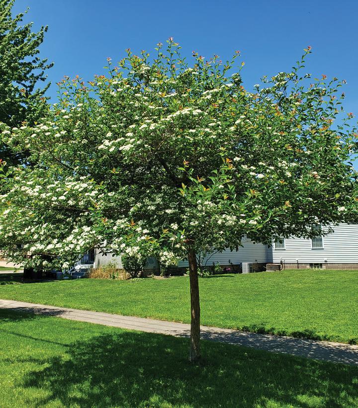 Crataegus Crus Galli - View 25 from www redcrocus com