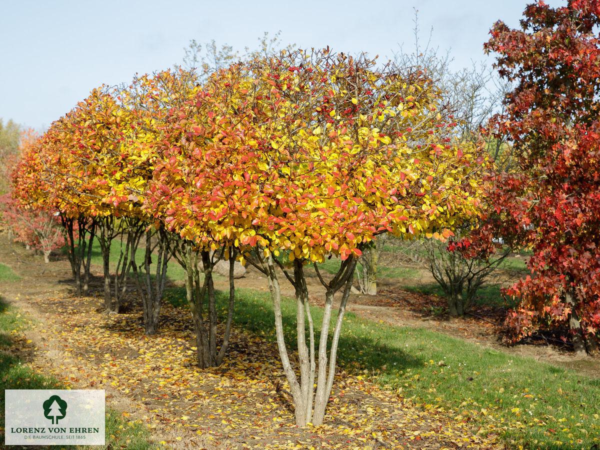Crataegus Crus Galli - View 28 from www redcrocus com