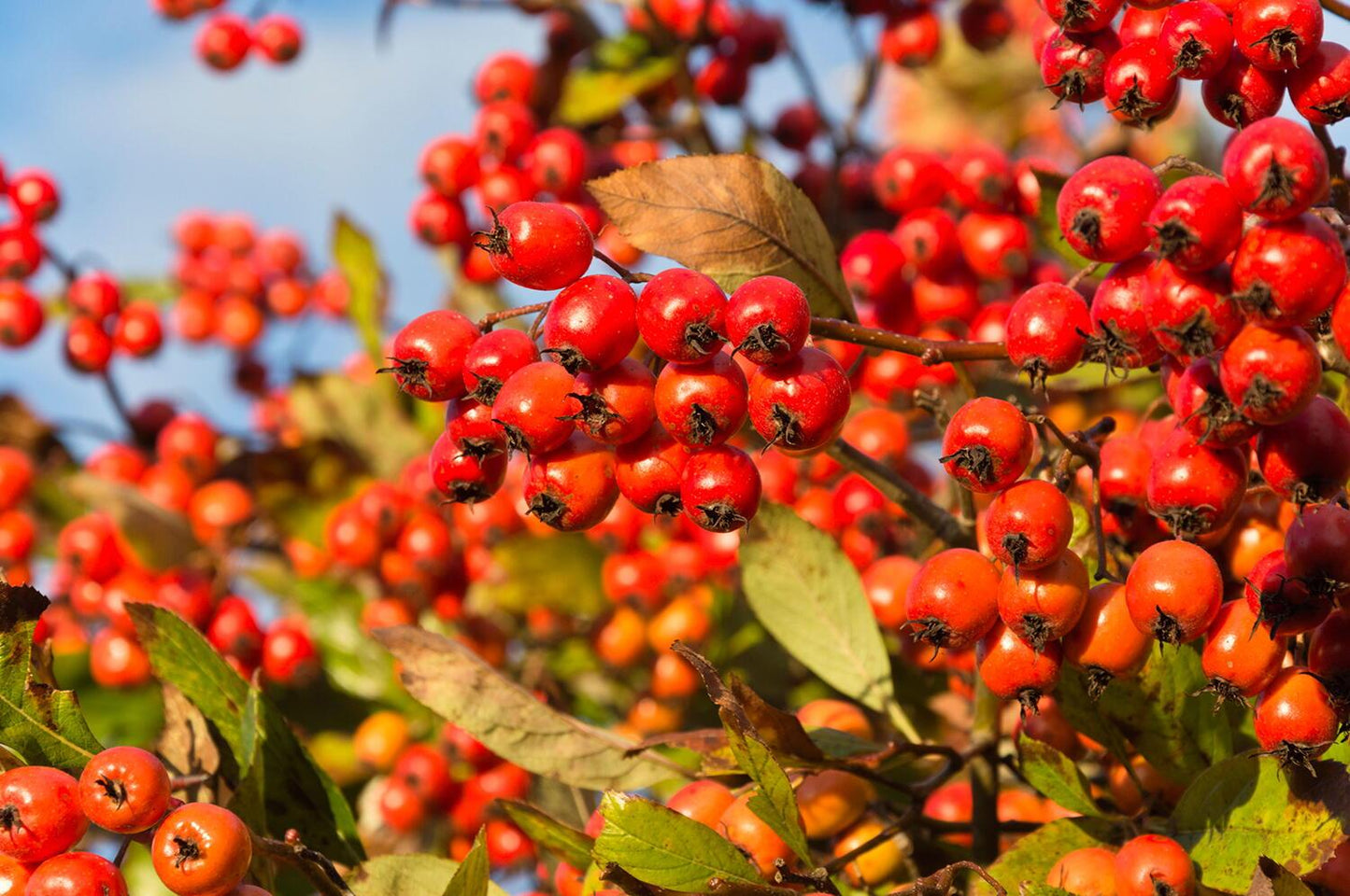 Crataegus Crus Galli - View 29 from www redcrocus com