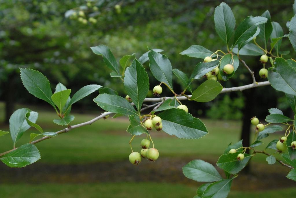 Crataegus Crus Galli - View 31 from www redcrocus com