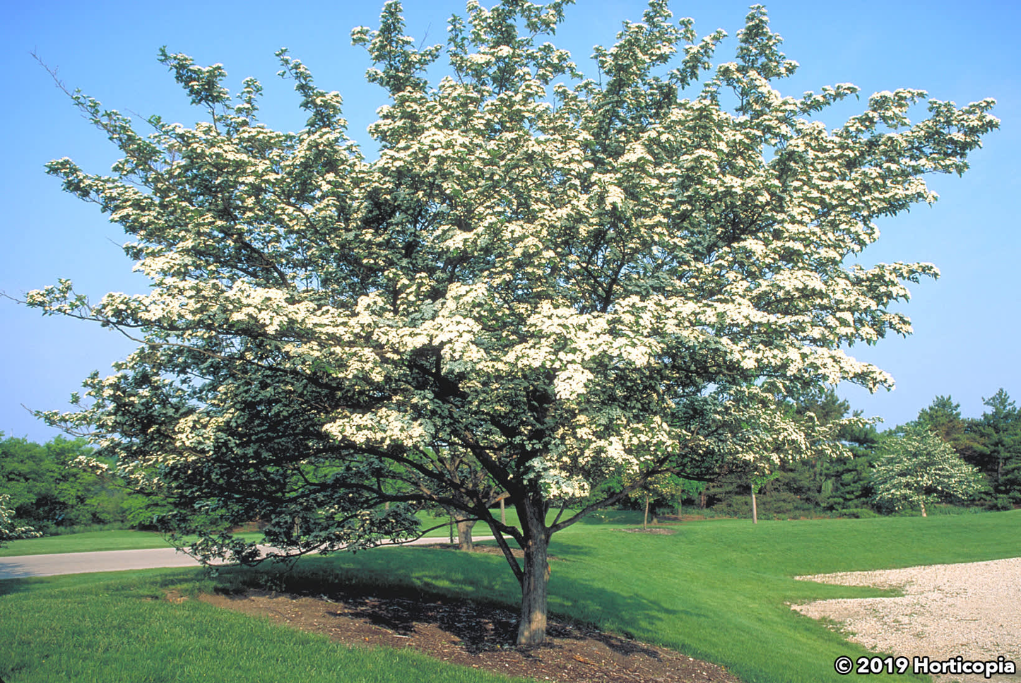 Crataegus Crus Galli - View 33 from www redcrocus com