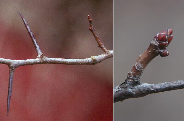 Crataegus Crus Galli - View 34 from www redcrocus com