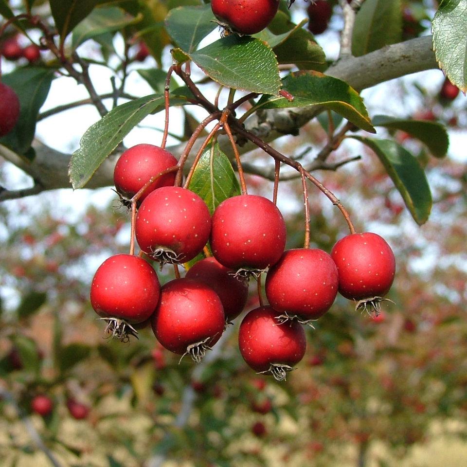 Crataegus Crus Galli - View 36 from www redcrocus com