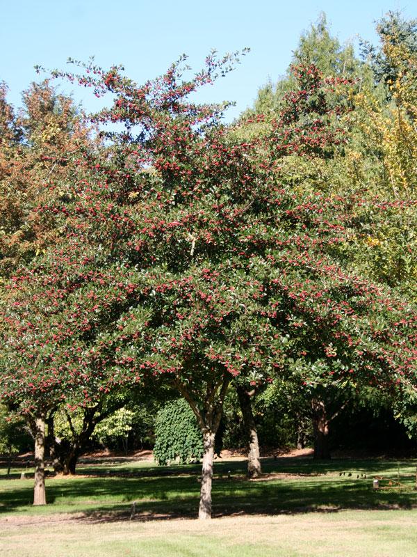 Crataegus Crus Galli - View 37 from www redcrocus com