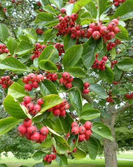 Crataegus Crus Galli - View 3 from www redcrocus com
