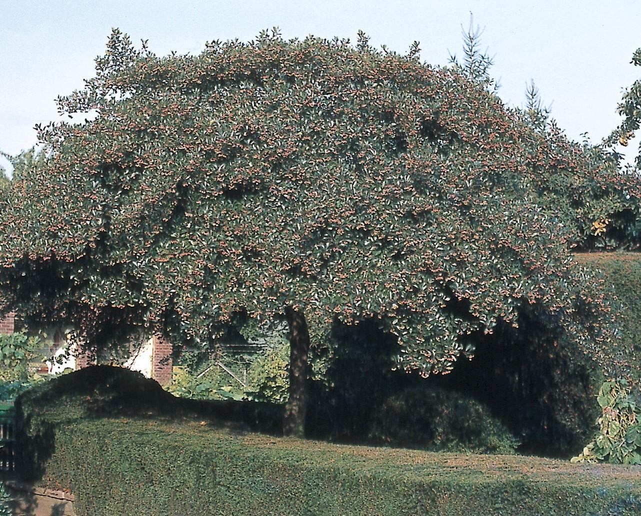 Crataegus Crus Galli - View 4 from www redcrocus com