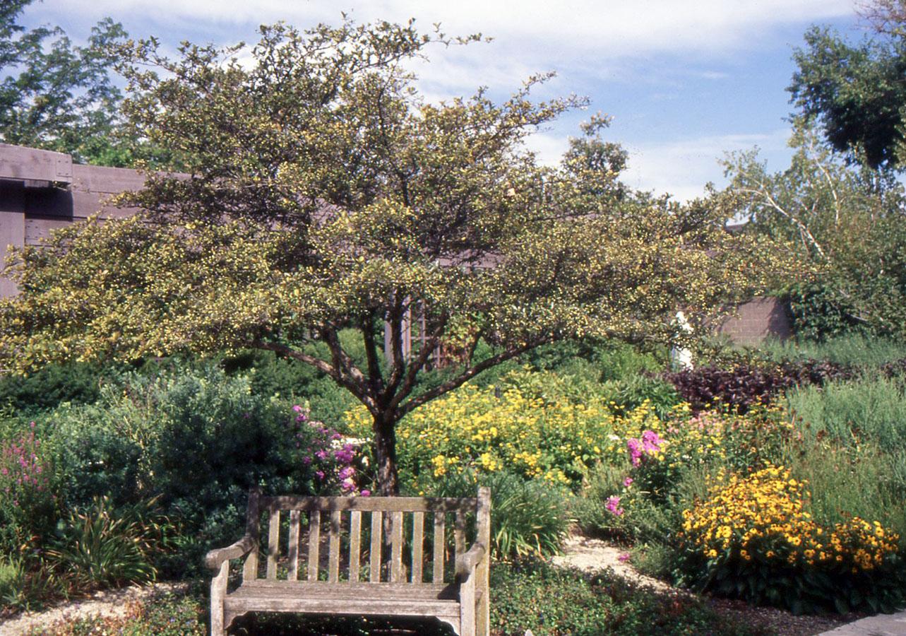 Crataegus Crus Galli - View 8 from www redcrocus com