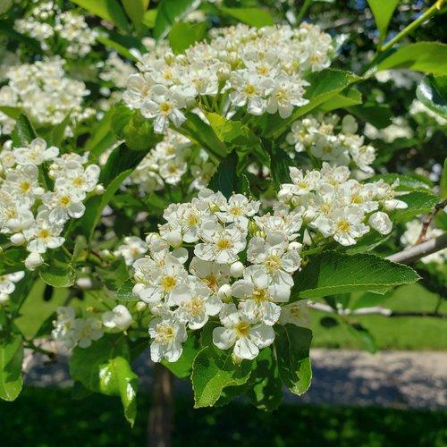 Crataegus Crus Galli - View 9 from www redcrocus com