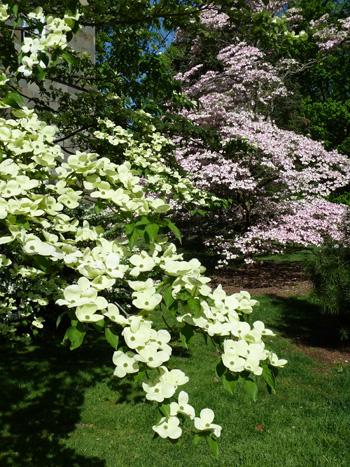 Cornus Florida Princess Emily Single Stem - View 17 from www redcrocus com