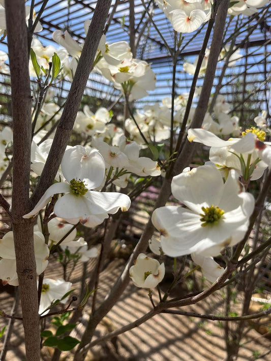 Cornus Florida Princess Emily Single Stem - View 1 from www redcrocus com
